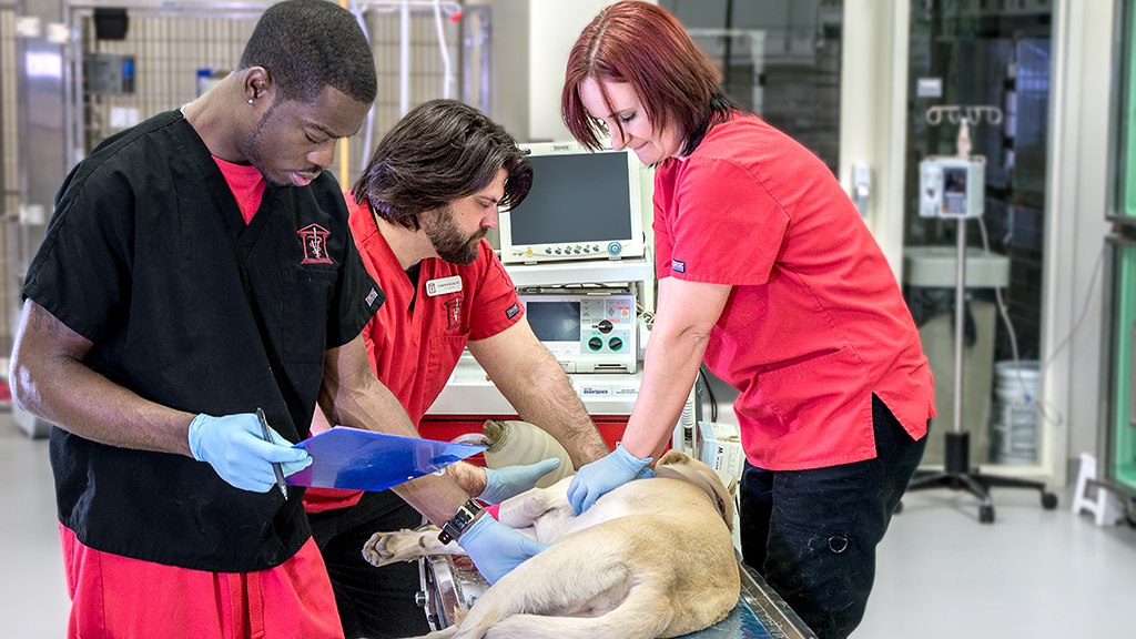 Emergency And Critical Care University Of Georgia College Of Veterinary