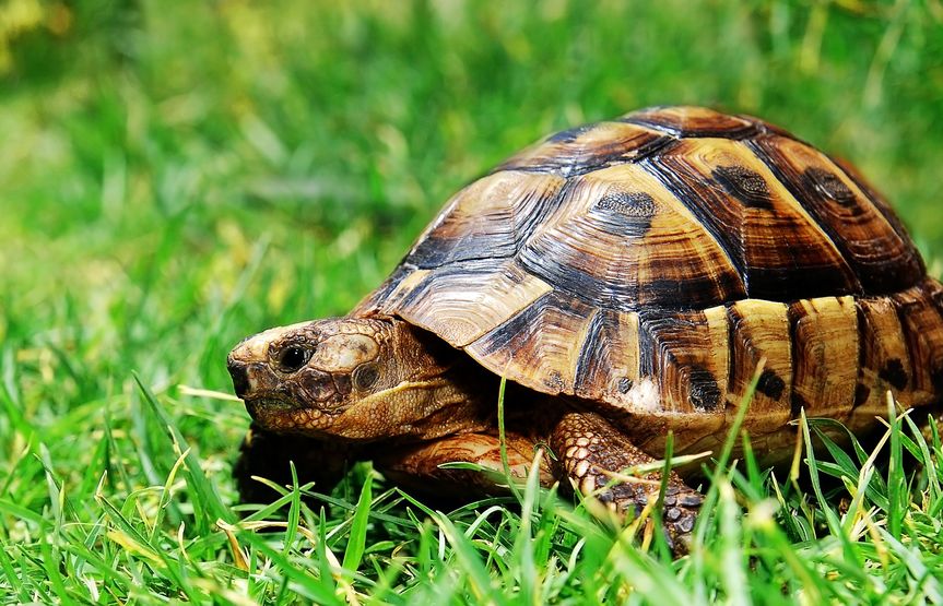 turtle on green grass