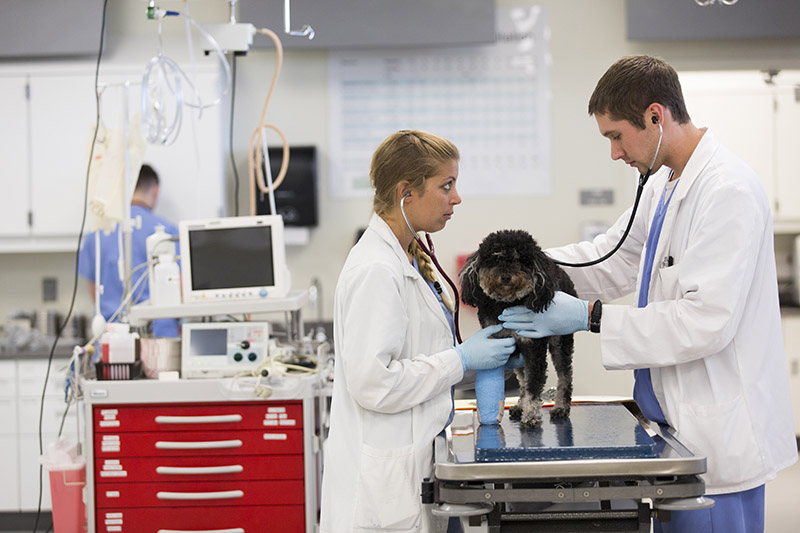 student and doctor examining dog, explains externship program