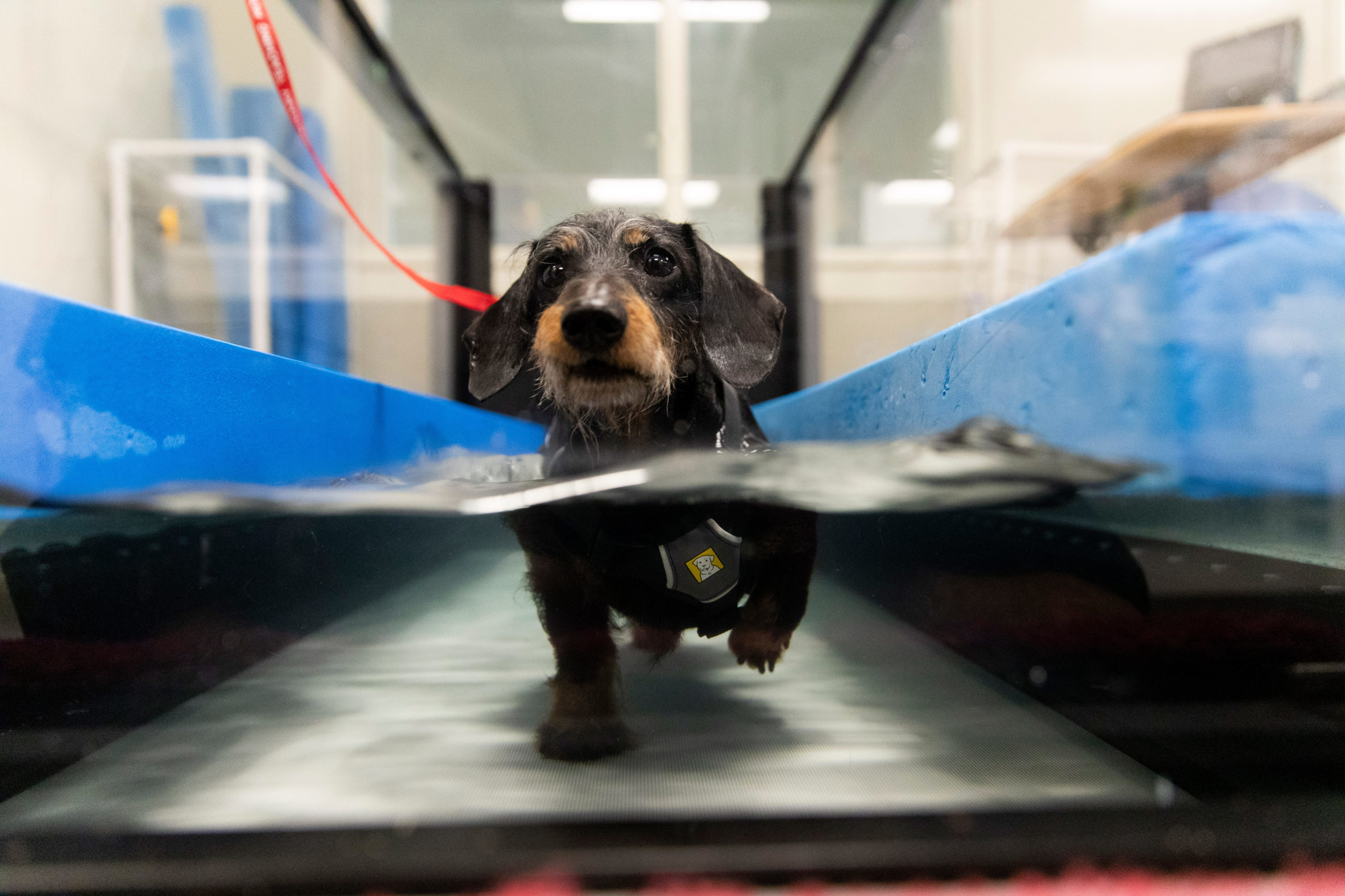 Small Animal Underwater Treadmill Therapy