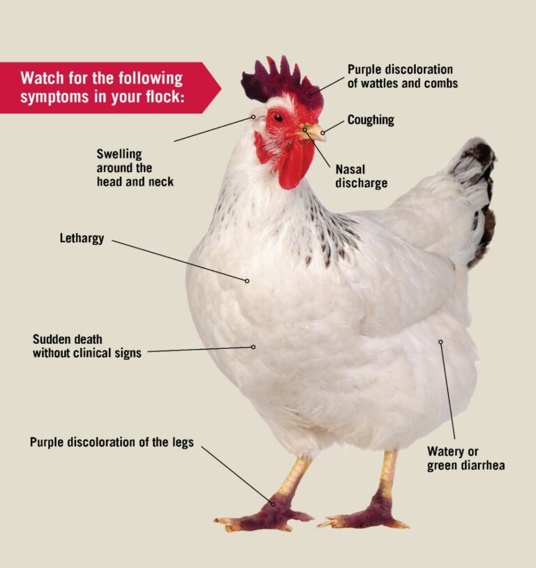 Avian Influenza (Flu) - UGA VetMed