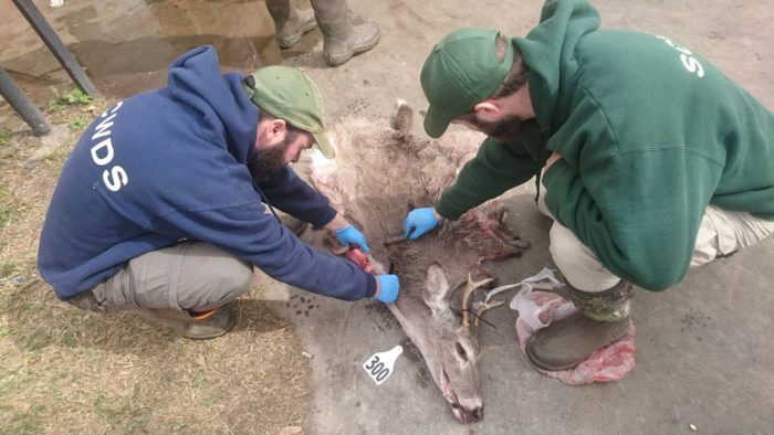 SCWDS members working with deer skin