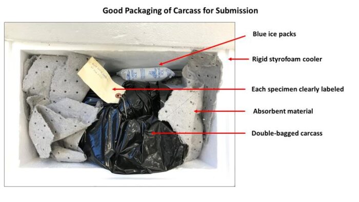 Example of good packaging for carcass submission