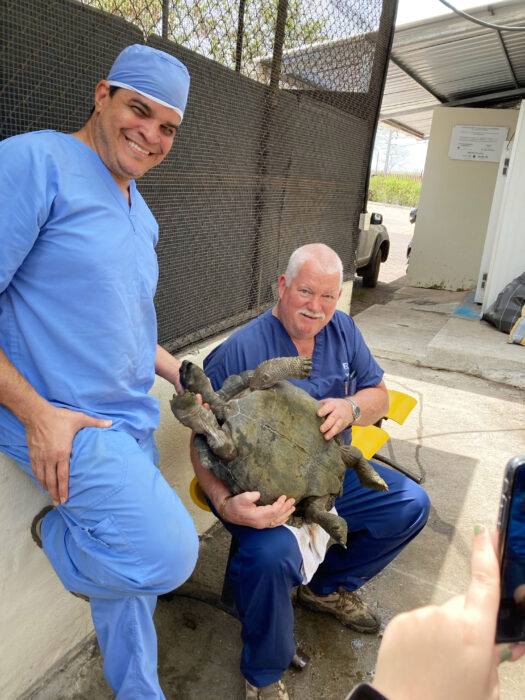 Drs. Rivera and Flanagan with a juvenile tortoise patient