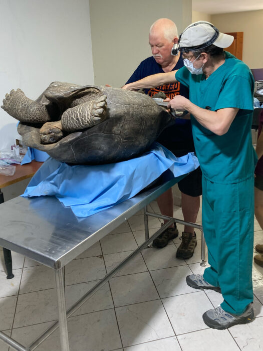 Drs. Flanagan and Divers operate on a tortoise in the surgical suite