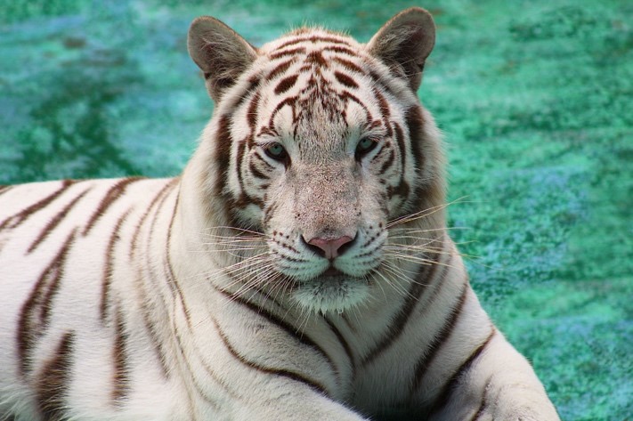 Athena, the White Bengal Tiger