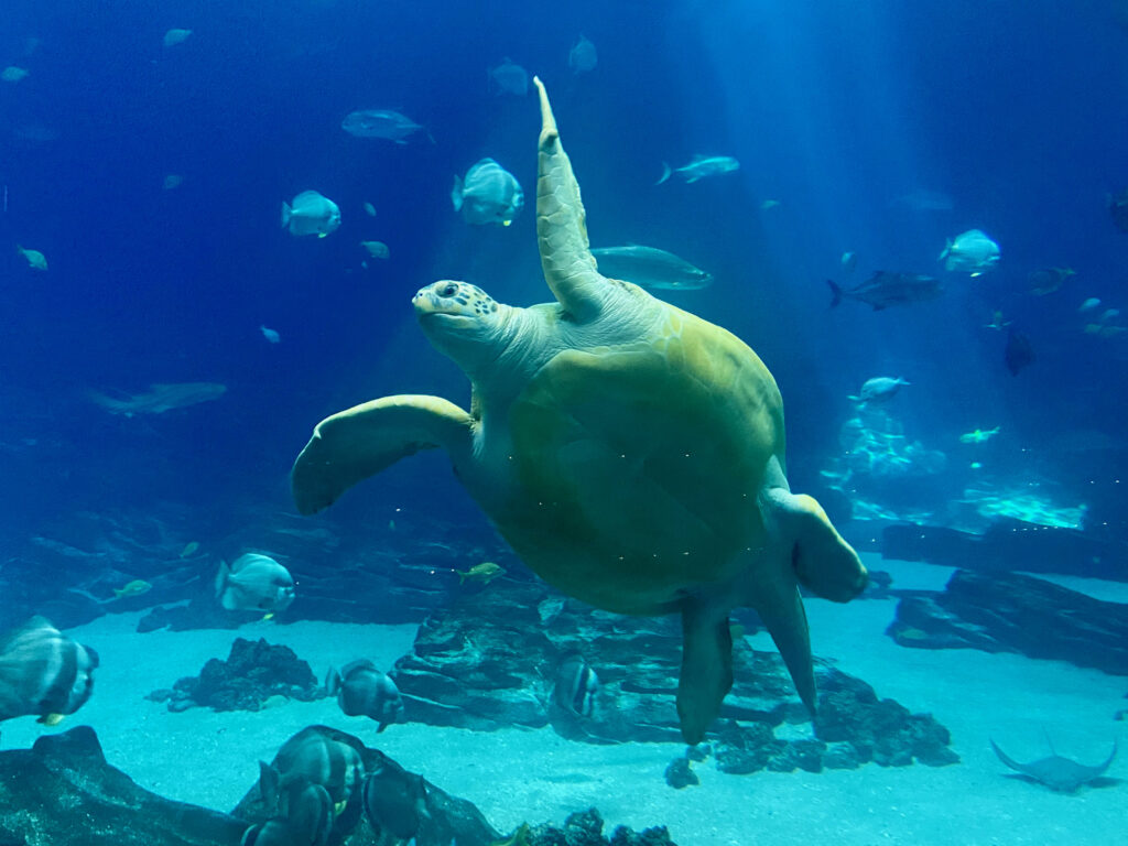A photo of a turtle at the Georgia Aquarium