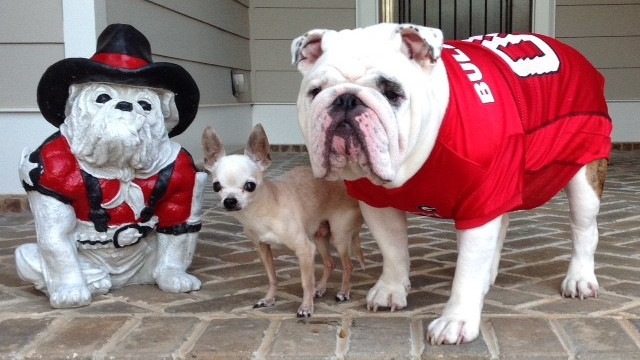 Nacho and Lumpkin on the front porch with a statue of Uga