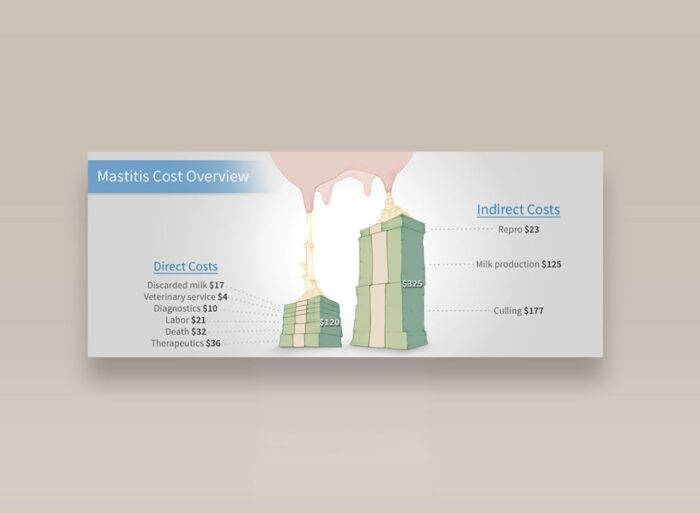 MASTITIS COST IN CATTLE infographic
