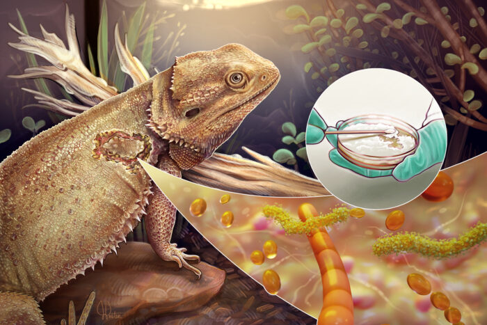 Medical Illustration example - lizard