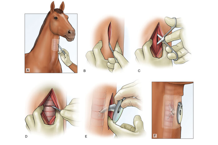 Medical illustration example with horse