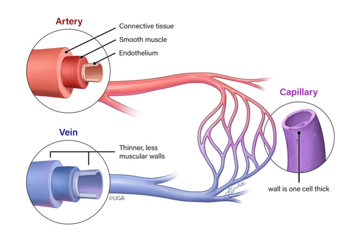 Medical illustration example - veins