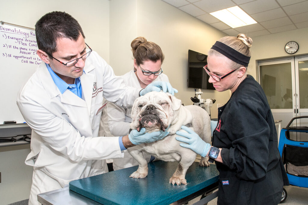 Dermatology service with a bulldog