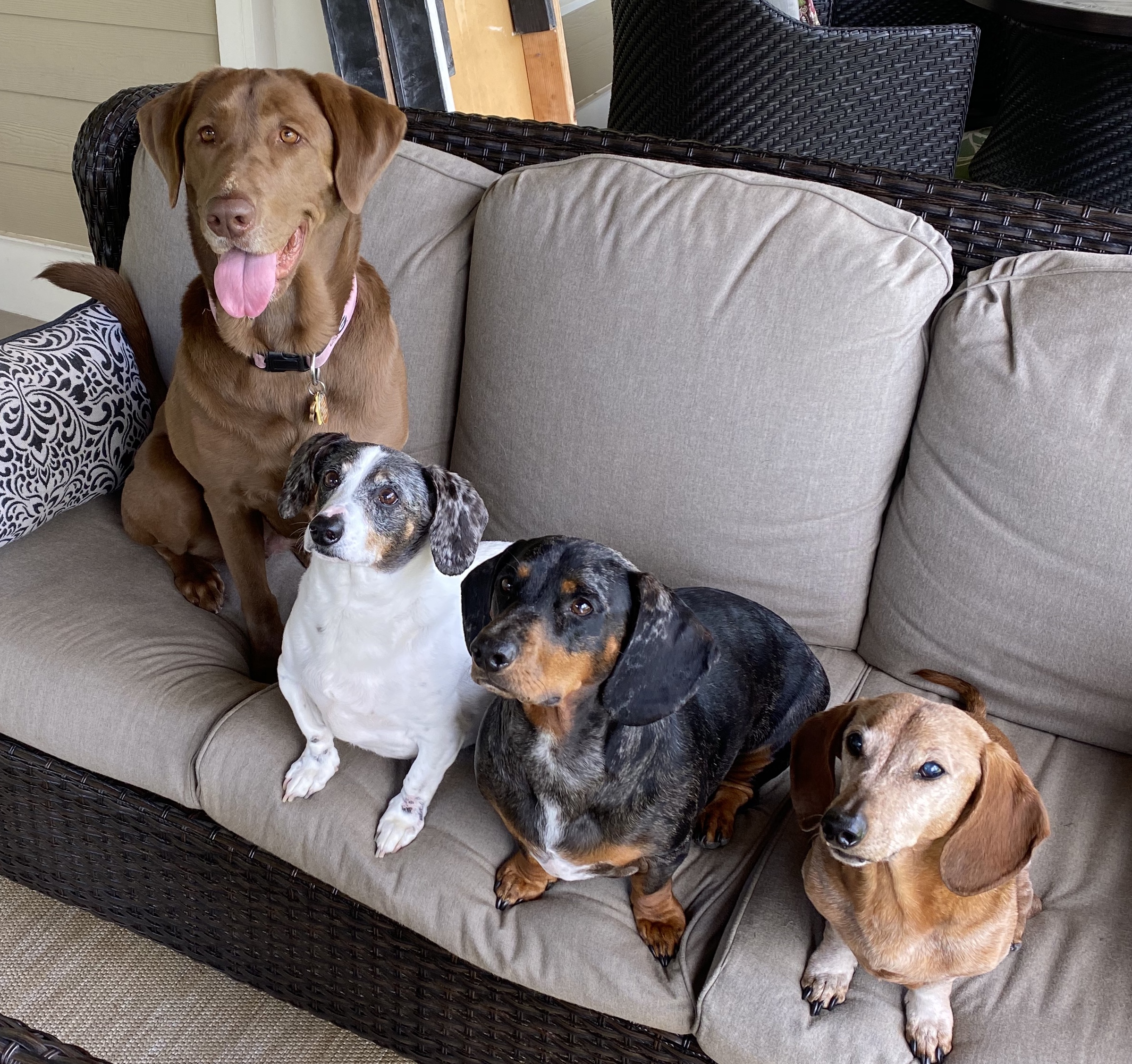 Cason Dawg Pack - Emma, Dooley, Erk, and Munson
