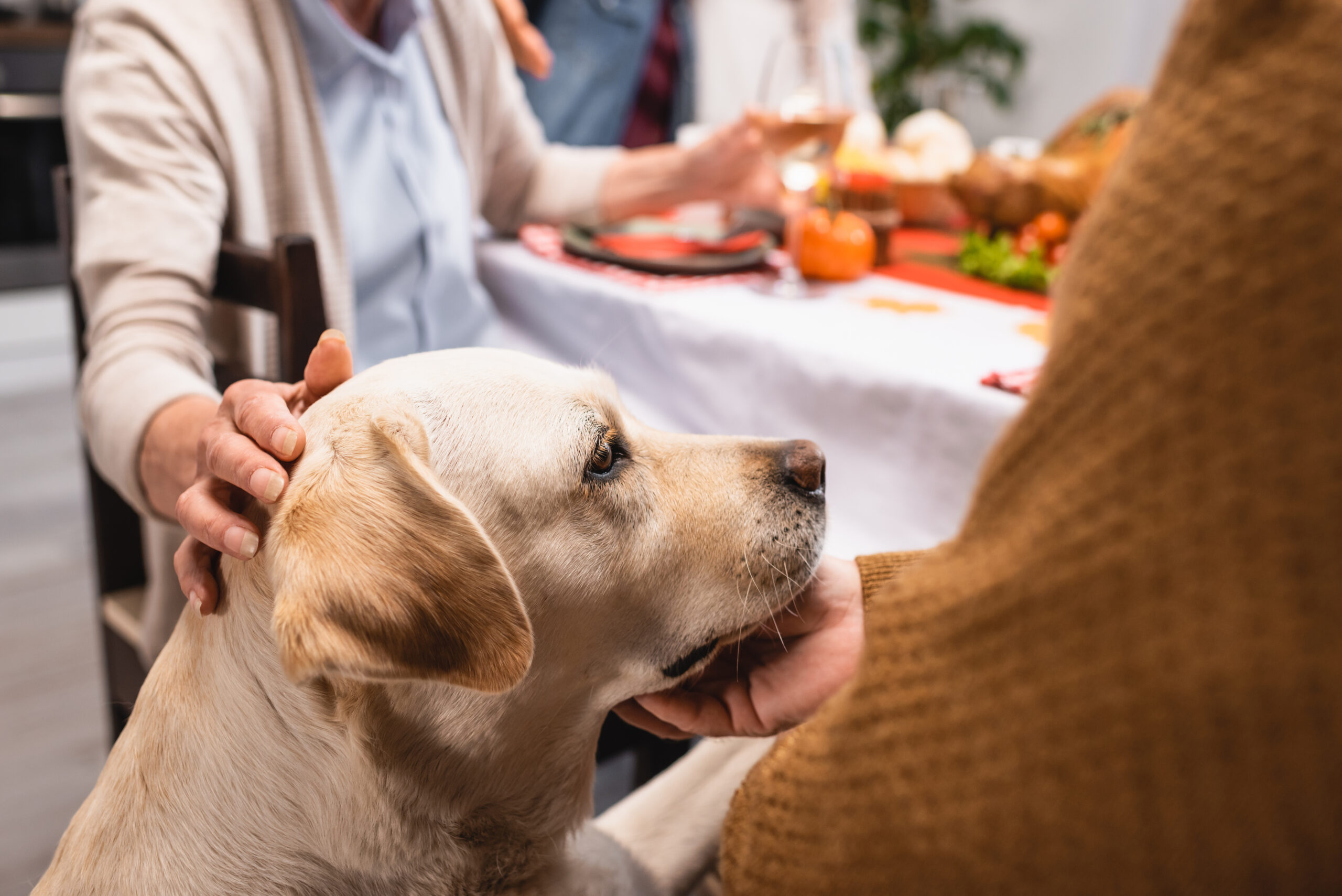 Shows the side profile of a yellow Labrador Retriever looking at a table of thanksgiving food, while being pet by his family.