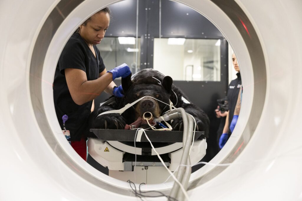 A large, black bear at the zoo is strapped into a CT scanner to be x-rayed while a veterinary technician holds his side.