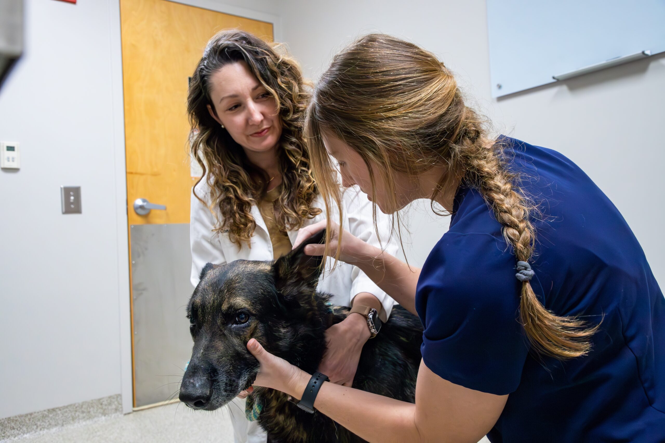 Veterinarian and vet student exam a large dog.