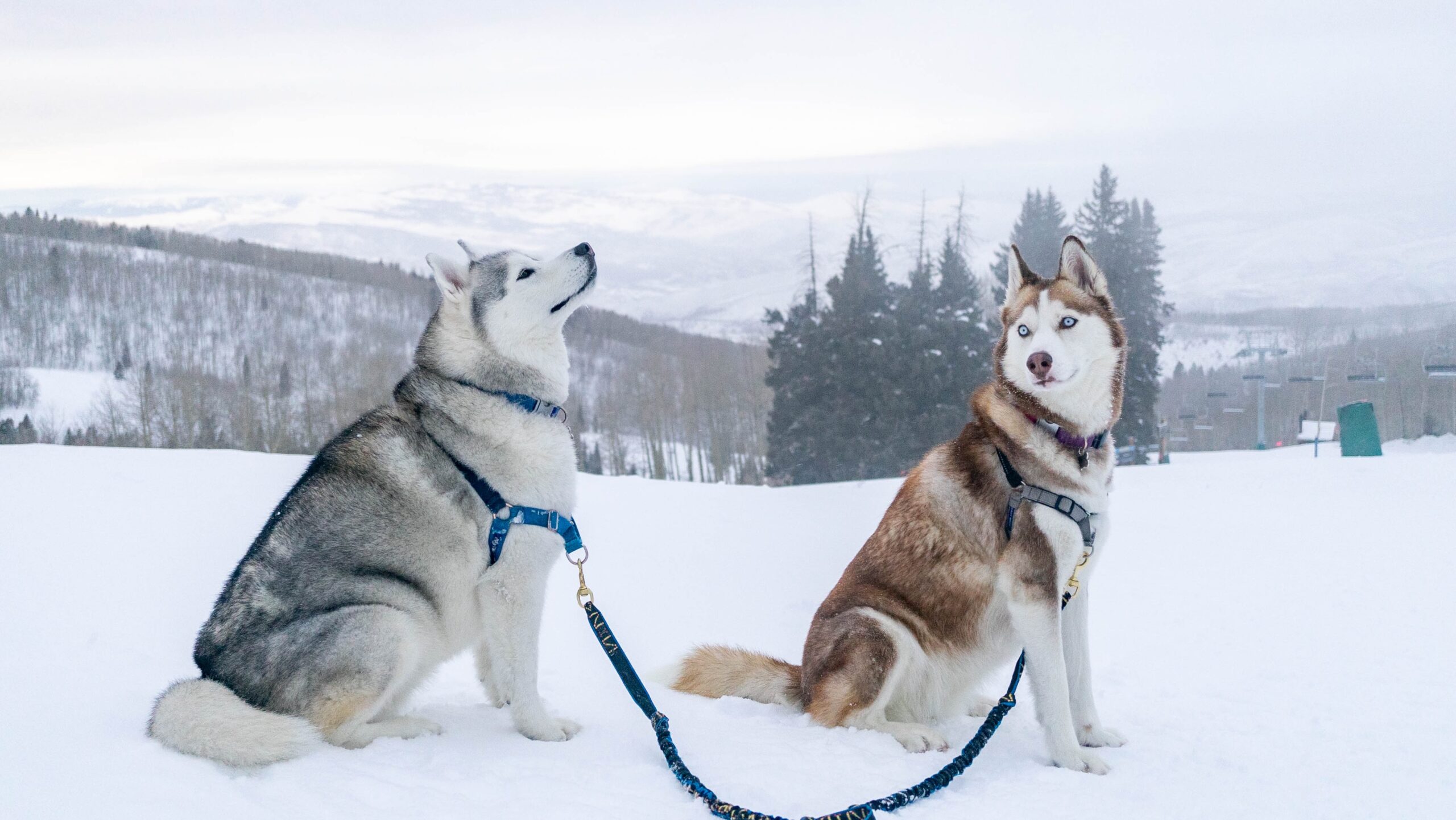 Tzar and Kimiko, two Siberian Huskies, on a snowy day