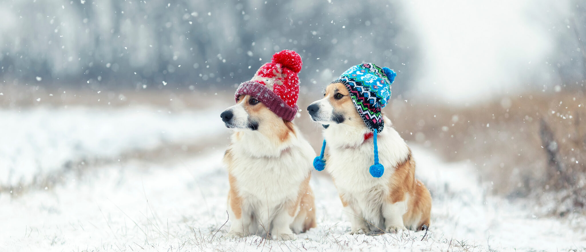 chilly-weather-cozy-pets-winter-pet-care-tips-from-vets