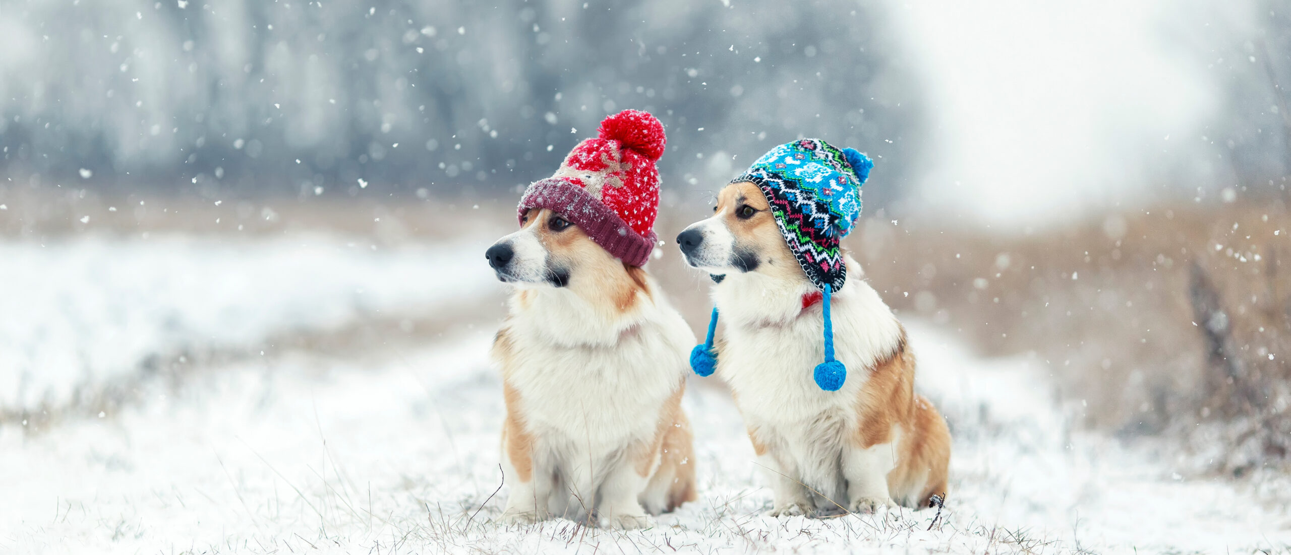 two cute red Corgi dogs sitting next to each other in the Park for a walk on a winter day in funny warm knitted hats during heavy snowfall