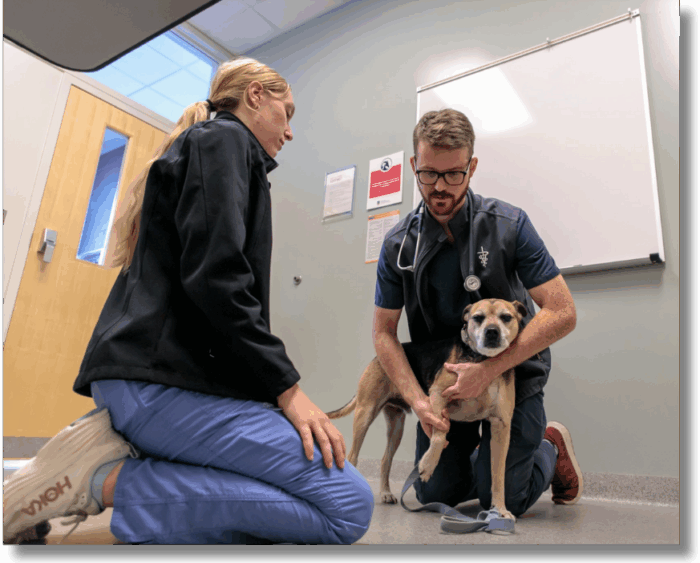 Dr. Jude Thornton performing physical exam on dog with vet student