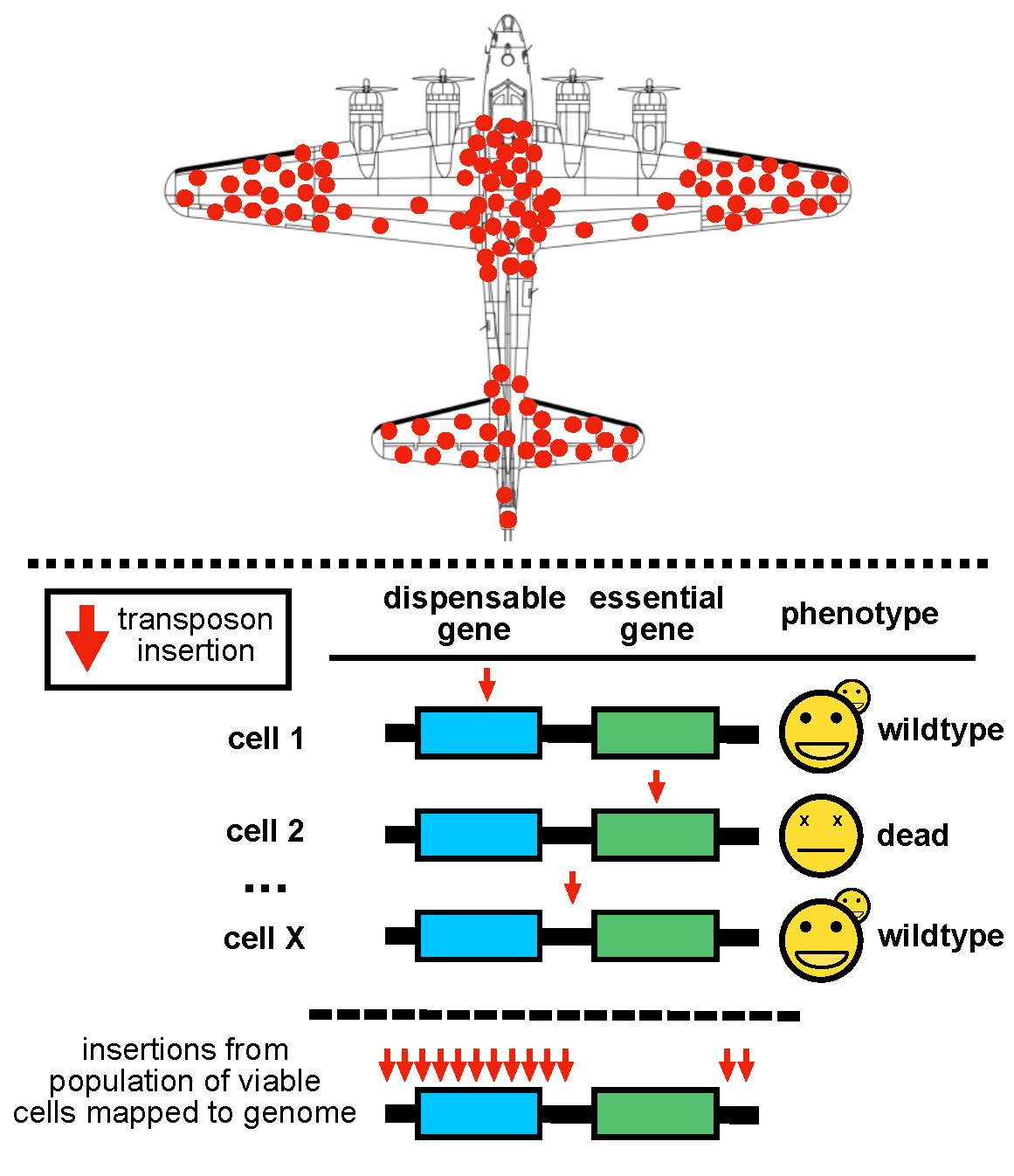 Transposon insertions affecting gene viability
