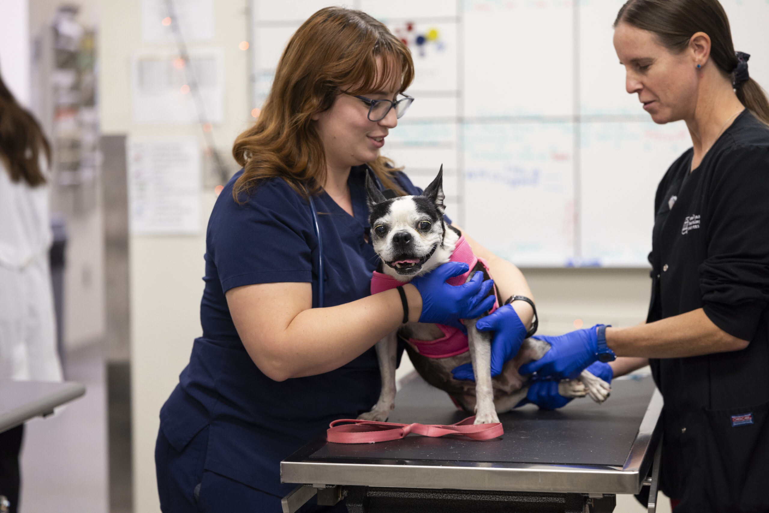 Vet student (l) and vet tech (r) caring for canine patient