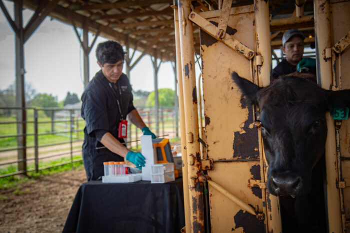 Animal technician working with bovine patient while cow is in holding chute
