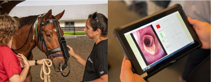 Collage of horse using dynamic endoscopy for upper airway evaluation