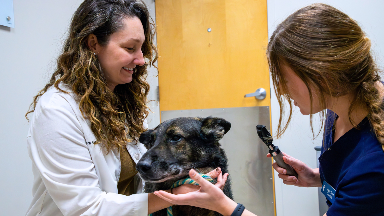 A veterinarian in a white coat and another person in blue scrubs examine a dog's eye with an ophthalmoscope.